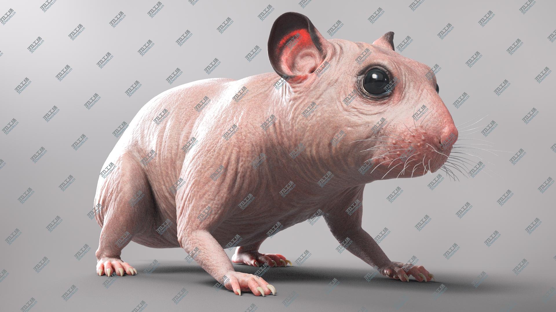 images/goods_img/20210319/Hamster model/1.jpg